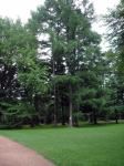 Trees in Garden