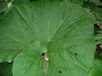 Giant Leaf