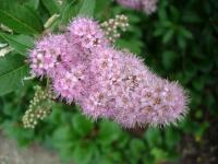 Tiny Fuzzy Pink Flowers