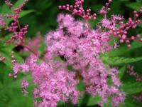 Darker Pink Fuzzies