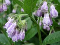 Blue Bells