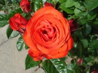 Bright Orange Rose