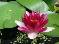 Water Lily