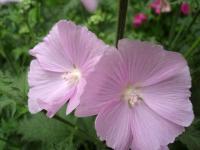 Japanese Hibiscus