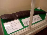 Japanese Giant Salamander