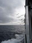 Seagulls Near Ferry