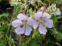 Rebun Island Flowers