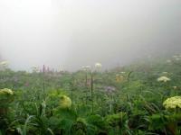 Rebun Island Flowers