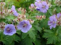 Rebun Island Flowers