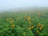 Rebun Island Flowers