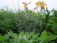 Rebun Island Flowers & Spider Web