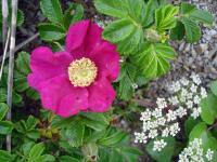 Rebun Island Flowers