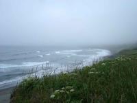 Beachside Flowers