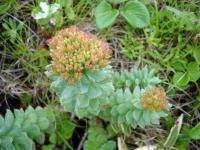 Rebun Island Flowers