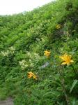 Rebun Island Flowers