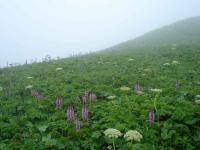 Rebun Island Flowers