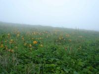 Rebun Island Flowers