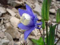 Rebun Island Flowers