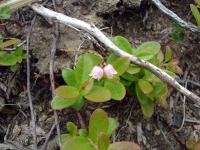 Tiny Flowers