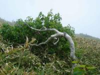 Windswept Birch Tree