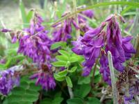 Rebun Island Flowers