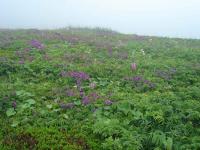 Rebun Island Flowers