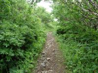 Forest Path