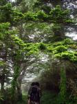 Hikers in the Forest