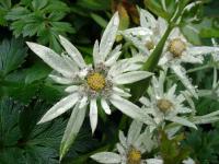 Rebun Edelweiss