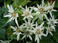 Rebun Edelweiss