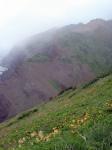 Rocks and Flowers