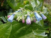 Rebun Island Flowers