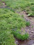 Irises and Stream