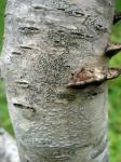 Mushroom on Bark