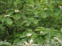 Fragrant Tree