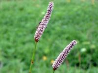 Rebun Island Flowers