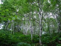 Rebun Island Birch Forest