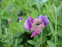 Beachside Flower