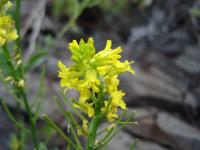 Rebun Island Flowers