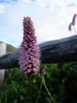 Rebun Island Flowers