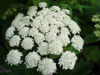 Queen Anne's Lace