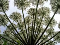 Queen Anne's Lace