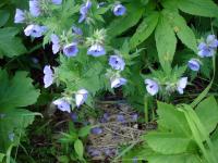 Rebun Island Flowers