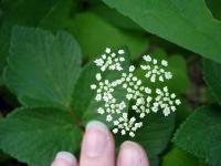 Tiny Flowers