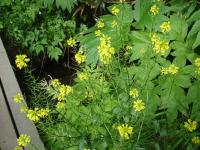 Rebun Island Flowers