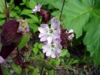 Rebun Island Flowers