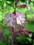 Rebun Island Flowers