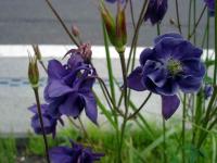 Rebun Island Flowers