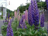 Rebun Island Flowers