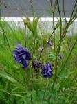 Rebun Island Flowers